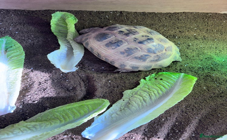 Tortoise reptiles - Advert 8