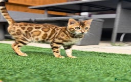 Bengal cats for sale: Beautiful Active Bengal Queen - Imported Line - Image 13