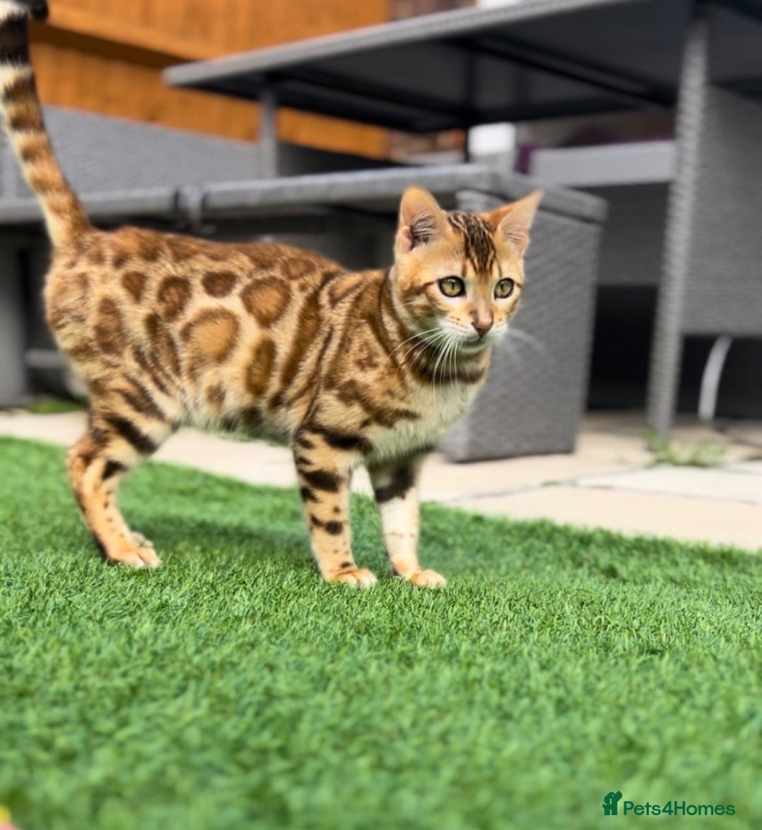 Bengal cats for sale: Beautiful Active Bengal Queen - Imported Line - Image 13