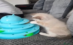 Ragdoll cats for sale: 💙Odin pure ragdoll kitten 💙 - Image 7