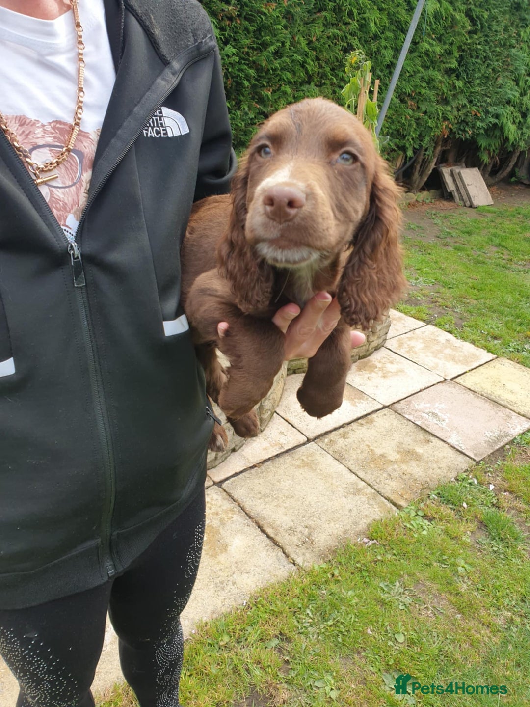 Sprocker dogs for sale: Sprockers Puppys - Image 7