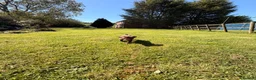 Cane Corso dogs for sale: 5 Towns Corsos Spring litter  - Advert 8
