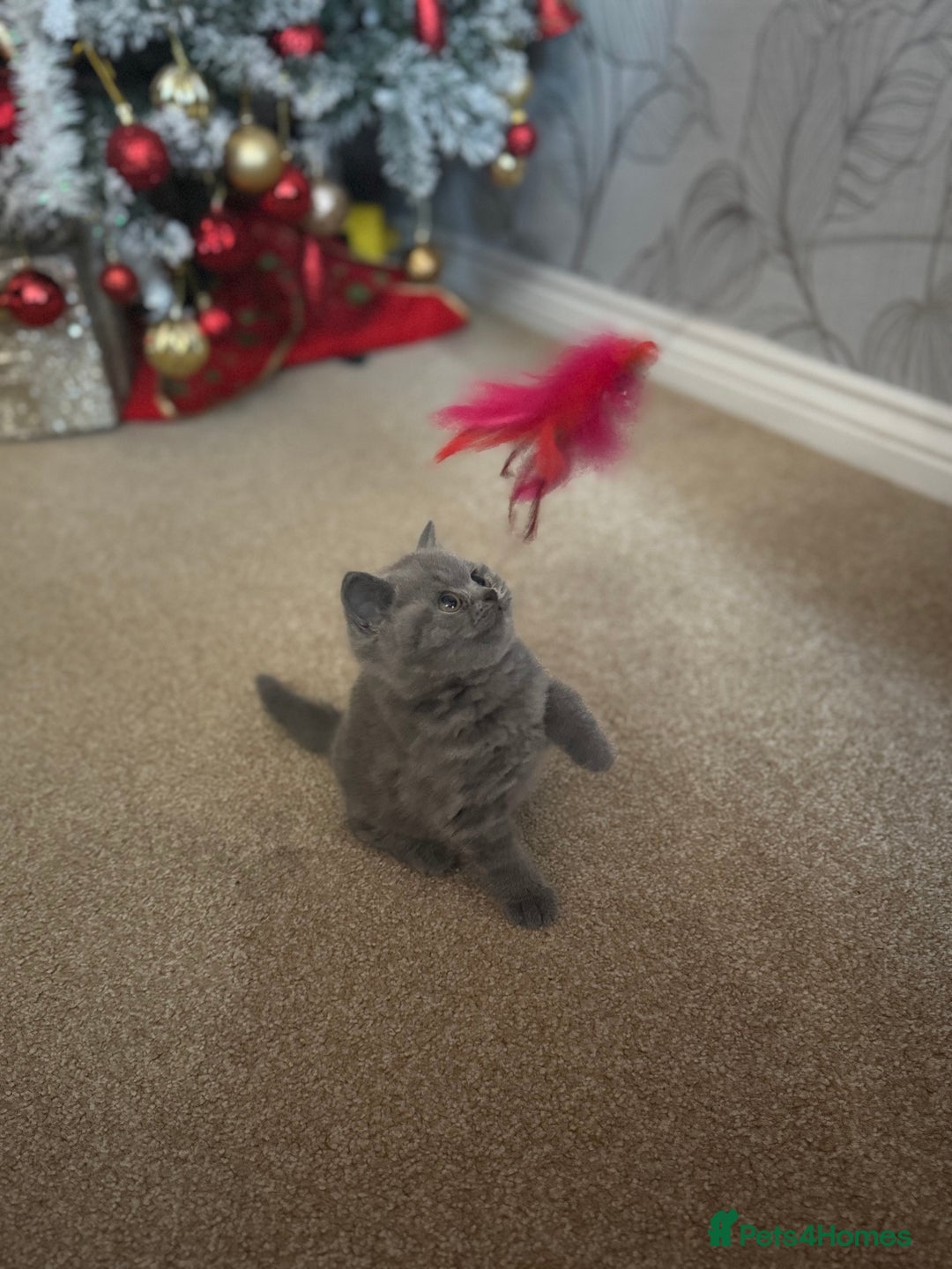 British Shorthair cats for sale: Blue British shorthair  - Advert 12