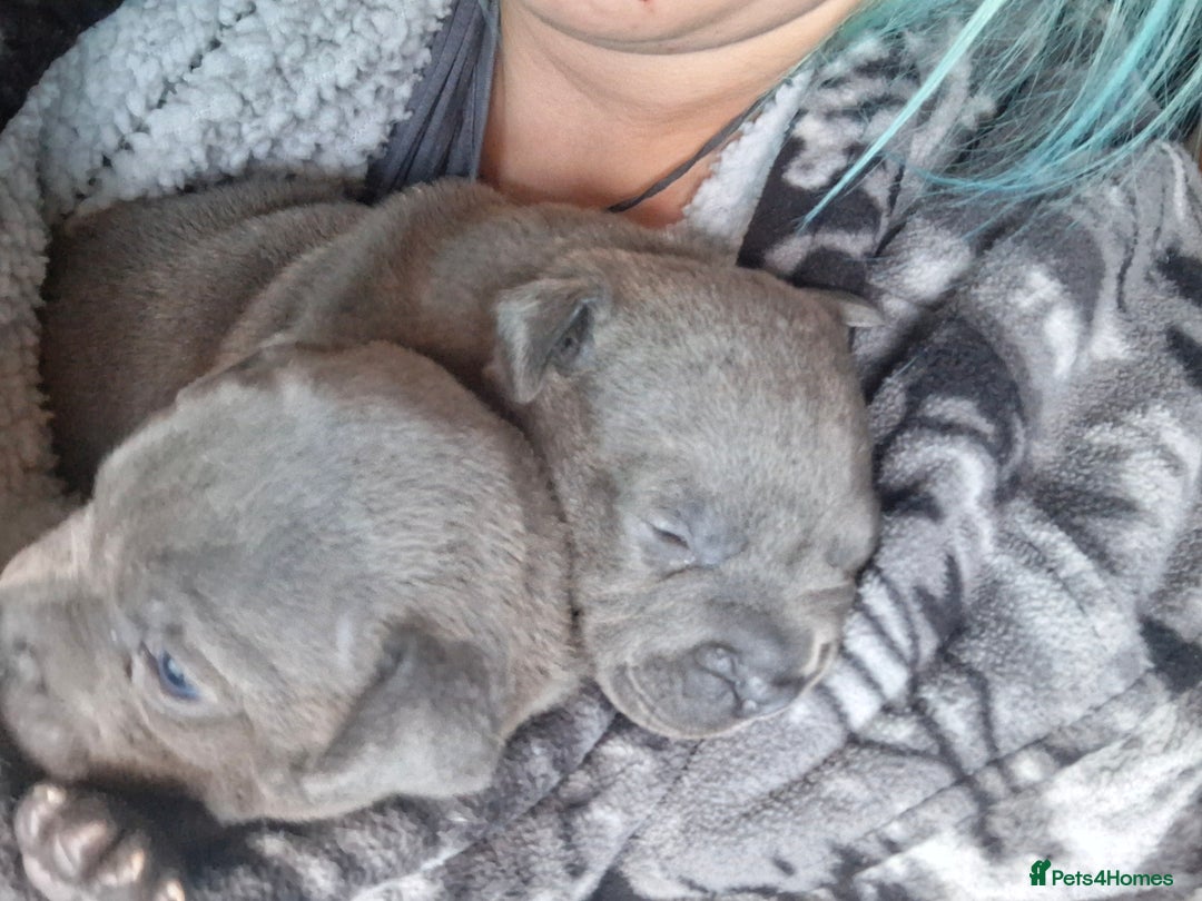 Staffordshire Bull Terrier dogs for sale: Blue Staffordshire Bull Terrier puppies - Advert 8