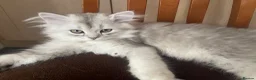 Scottish Fold cats for sale: Scottish Fold/Straight - Advert 9