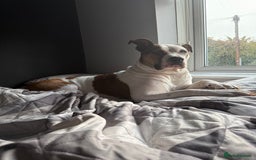 Mixed Breed dogs for sale: Peppa - Image 1