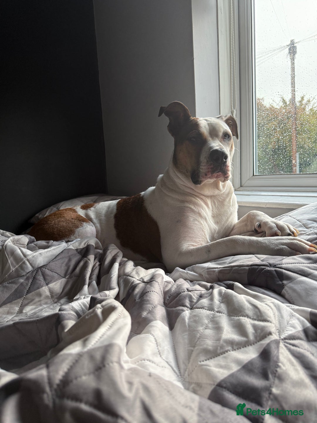 Mixed Breed dogs for sale: Peppa - Image 1
