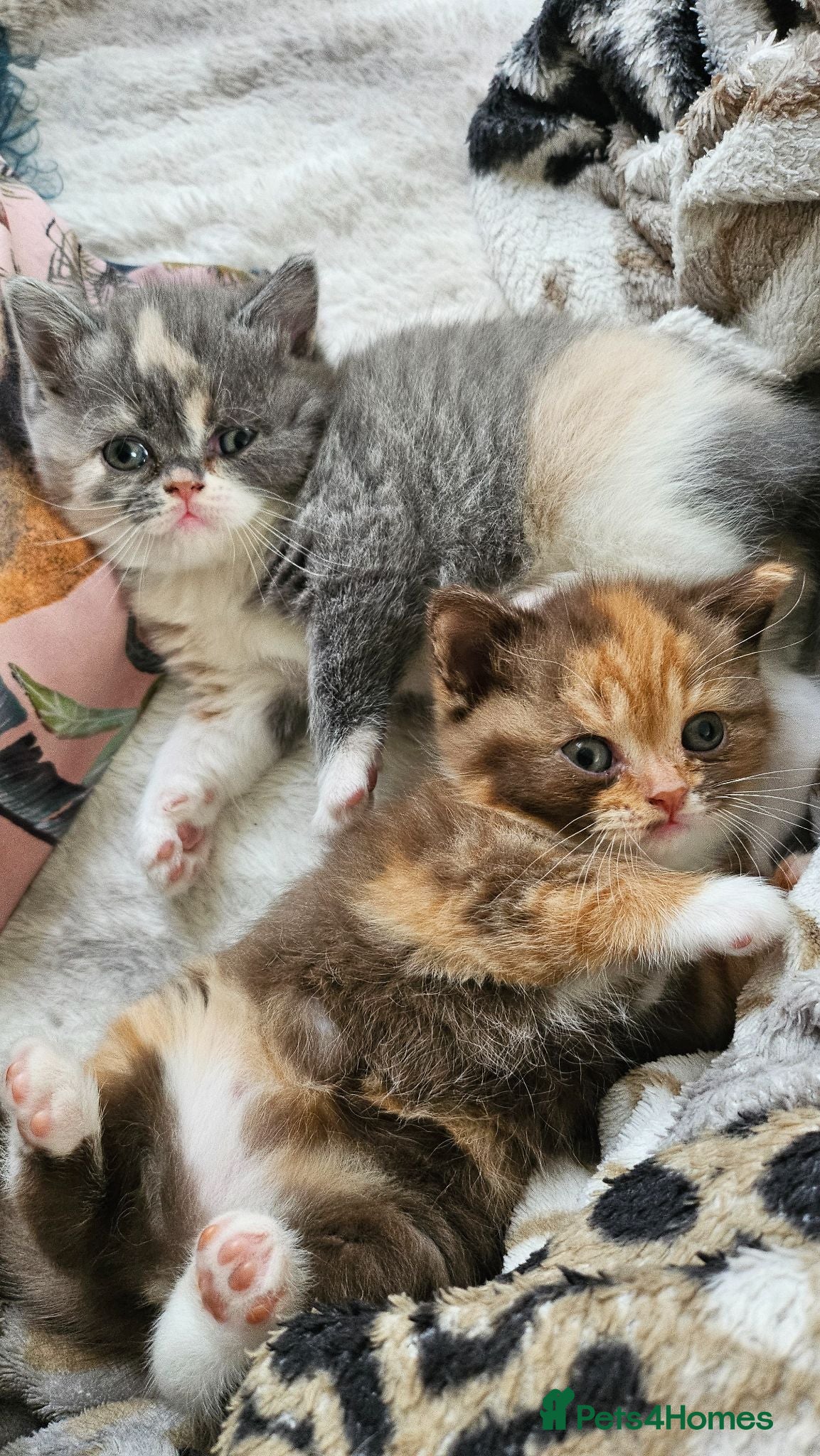 Selkirk Rex cats  Beautiful Home-Raised Selkirk Rex&BSH Kittens 😻 - Advert 5