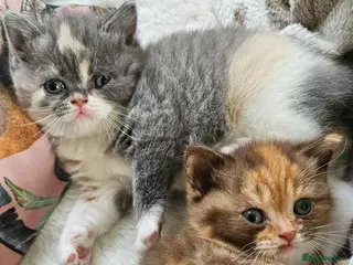 Selkirk Rex cats Beautiful Home-Raised Selkirk Rex&BSH Kittens 😻 - Advert 1