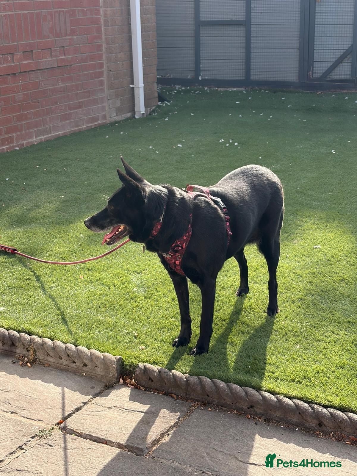Mixed Breed dogs ❤️Mary❤️ 6 years old, medium-sized gentle girl - Advert 2