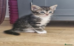 Mixed Breed cats for sale: 🐾 Emma & Bianca – Bengal Mix Sisters 🐾 - Image 3