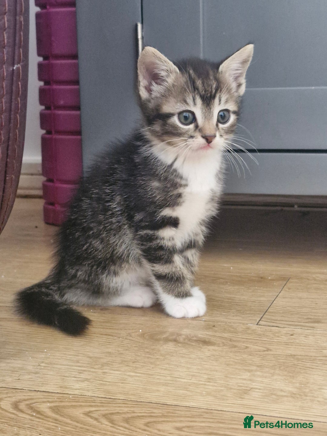 Mixed Breed cats for sale: 🐾 Emma & Bianca – Bengal Mix Sisters 🐾 - Image 3
