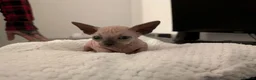 Sphynx cats for sale: Looking for for ever home ready for  **   in Merthyr Tydfil - Advert 3