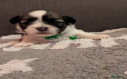 Lhasa Apso dogs for sale: 4 gorgeous Lhasa apso puppies  - Image 10
