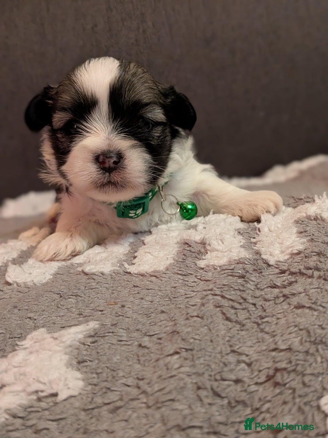 Lhasa Apso dogs for sale: 4 gorgeous Lhasa apso puppies  - Image 10