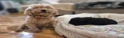 Maltipoo dogs for sale: Last Girl !!!! in Birmingham - Advert 2