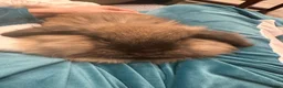 Lionhead rabbits for sale: Lionhead Lop Bunny Looking for a Loving home - Advert 4