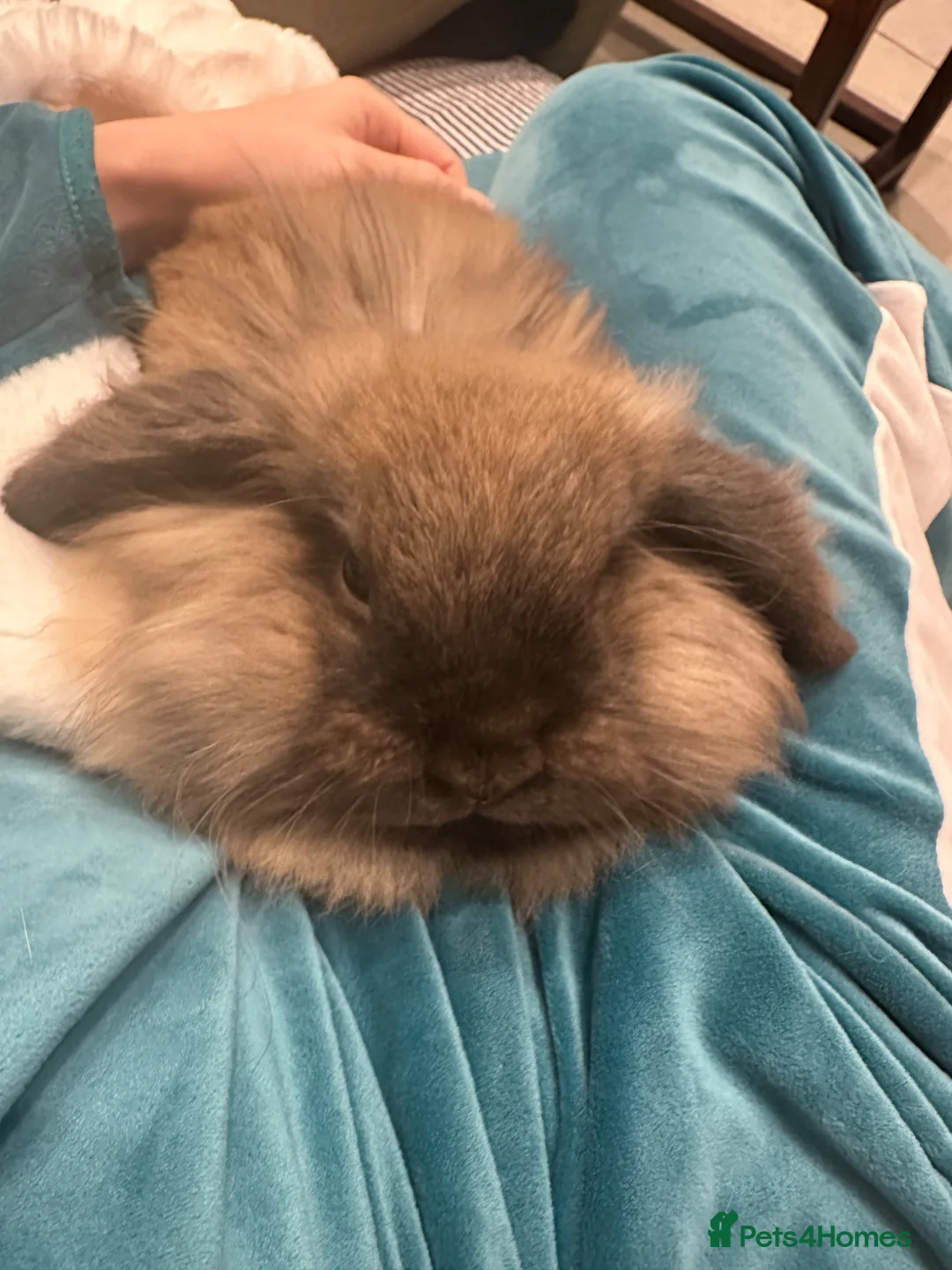 Lionhead rabbits for sale: Lionhead Lop Bunny Looking for a Loving home - Advert 4