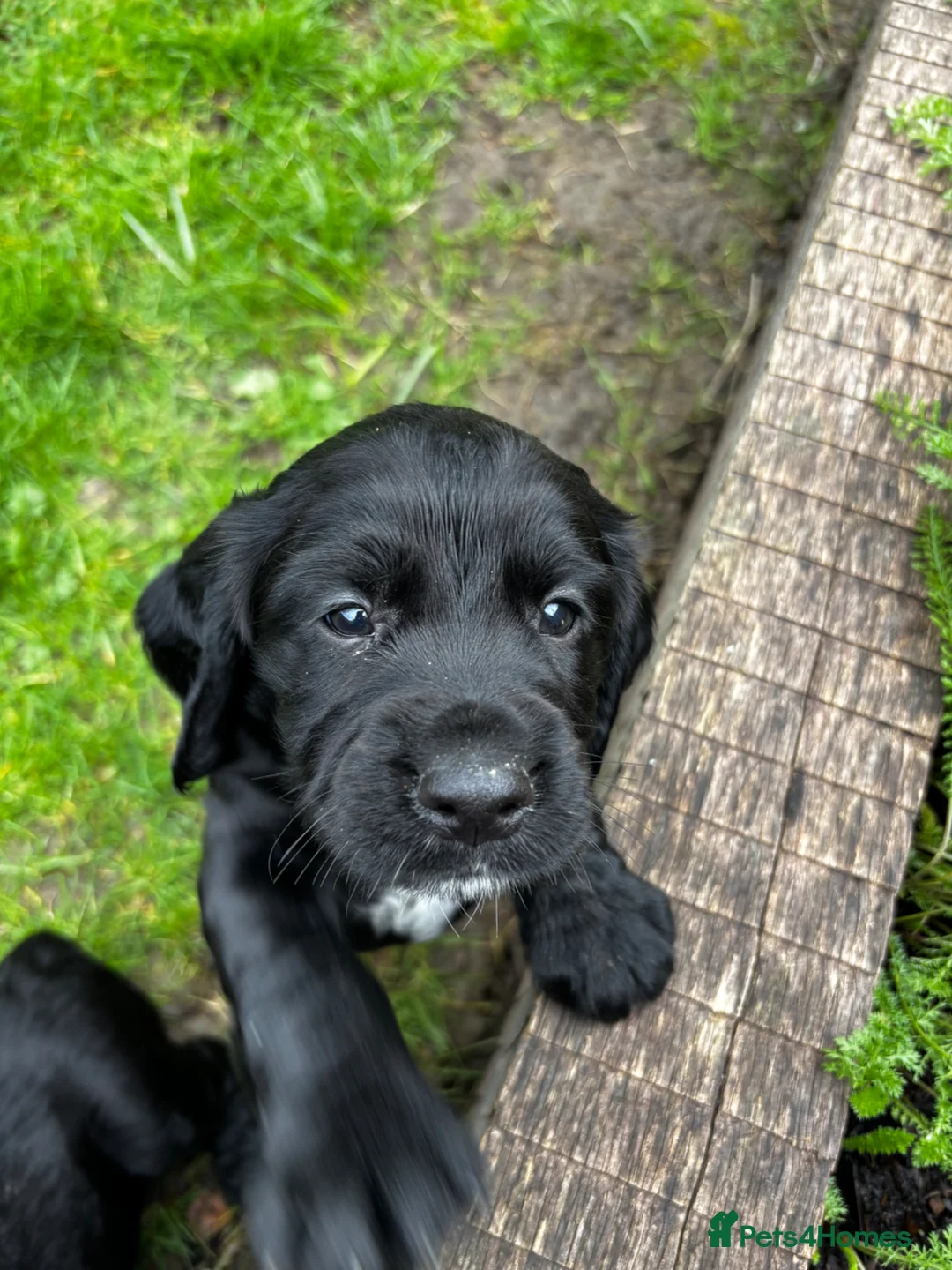 Cocker Spaniel dogs for sale: Male puppy black  in Stonehouse - Advert 1