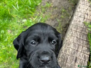 Cocker Spaniel dogs Male puppy black - Advert 3