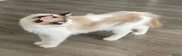 Ragdoll cats for sale: 1 Year Old Ragdoll Females- TICA registered - Advert 9