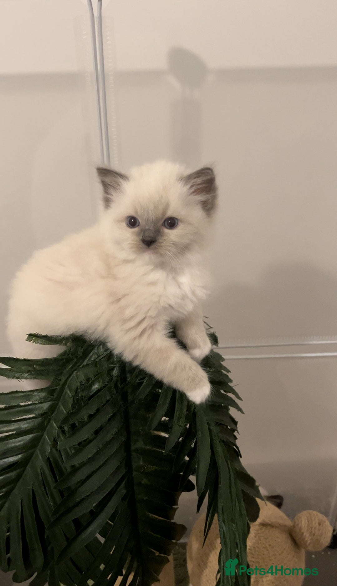 Ragdoll cats for sale: TICA RAGDOLL KITTENS GR EUR CHAMPION BLOODLINE🏆🏆 - Image 4