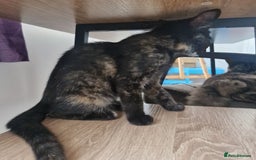 Mixed Breed cats for sale: Mixed Breed Kitten 4 - Somali female kitten for sale - Image 12