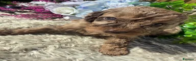 Cavapoo 3