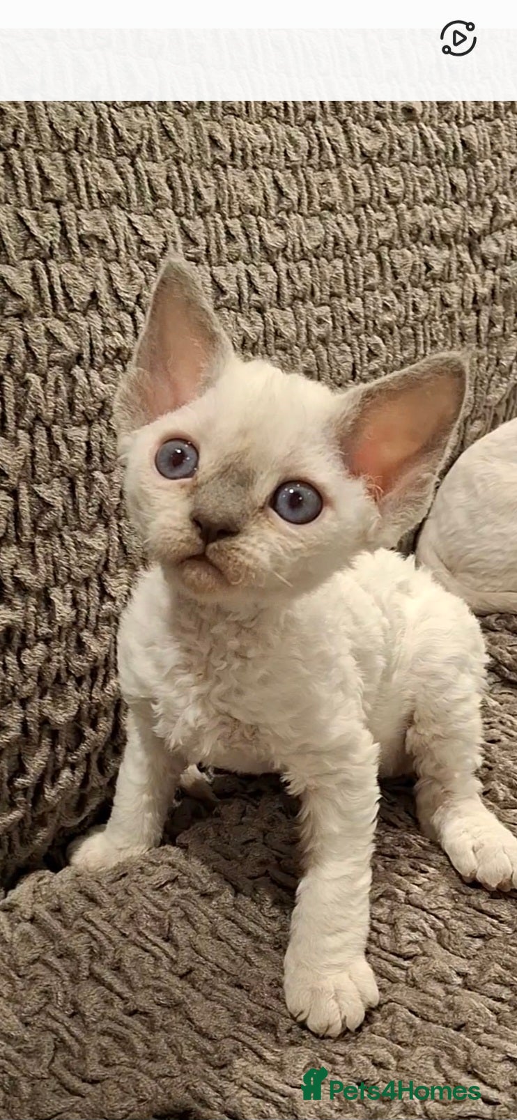 Devon Rex cats 🌸 Wonderful Devon Rex Kittens FIFE registered  🌸 - Advert 2