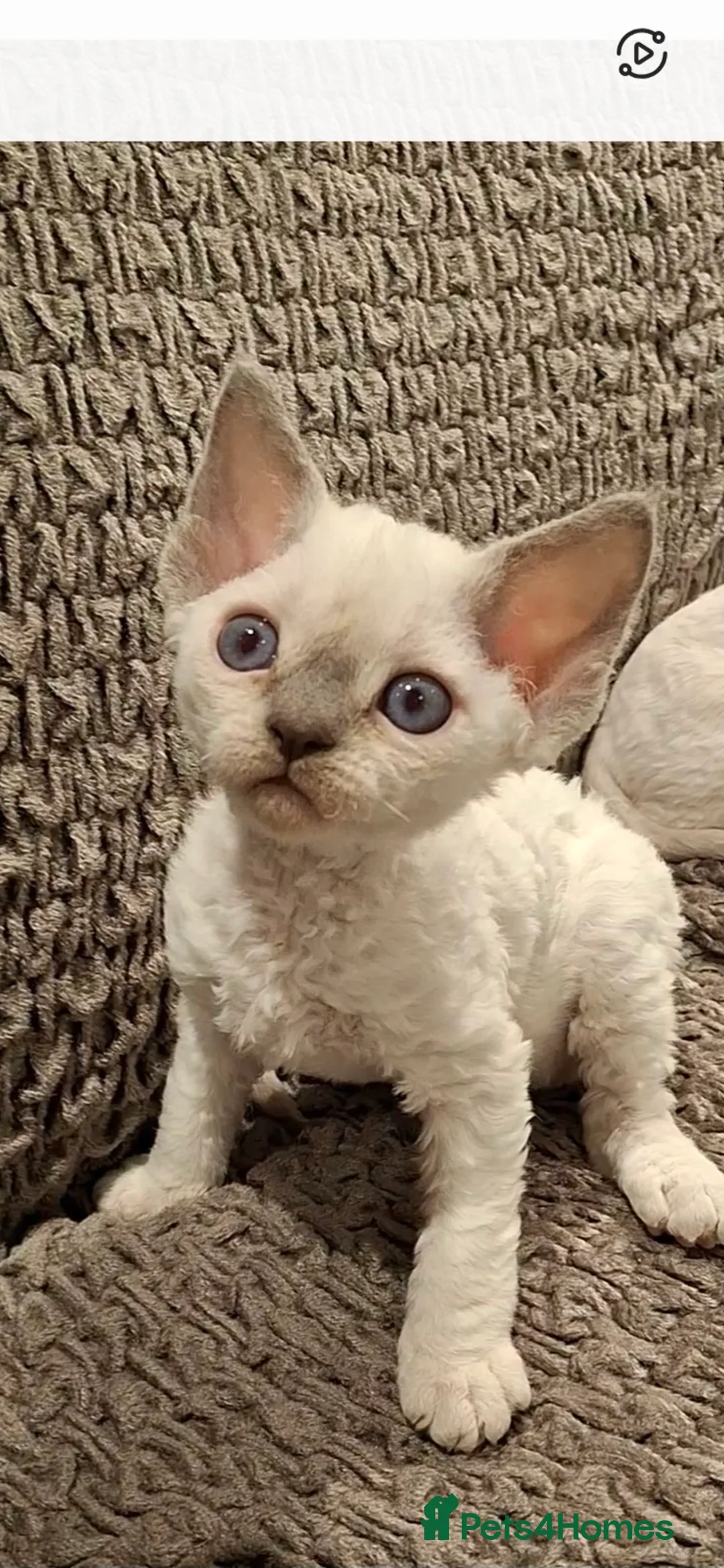 Devon Rex cats for sale: 🌸 Devon Rex with blue eyes FIFE registered  🌸 - Advert 8