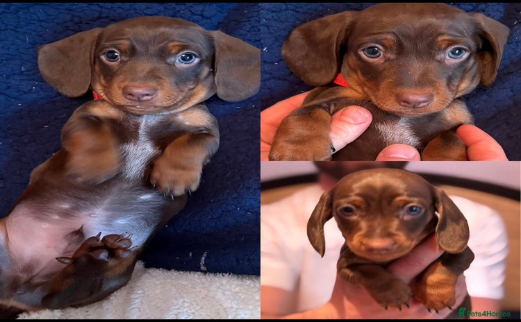 Miniature Dachshund dogs - Advert 8