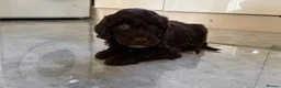 Cockapoo dogs for sale: Cocker poo puppies for sale  in Basildon - Advert 13