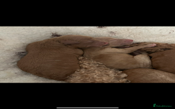 Poochon dogs for sale: Gorgeous litter of F1BB Poochons  - Image 7