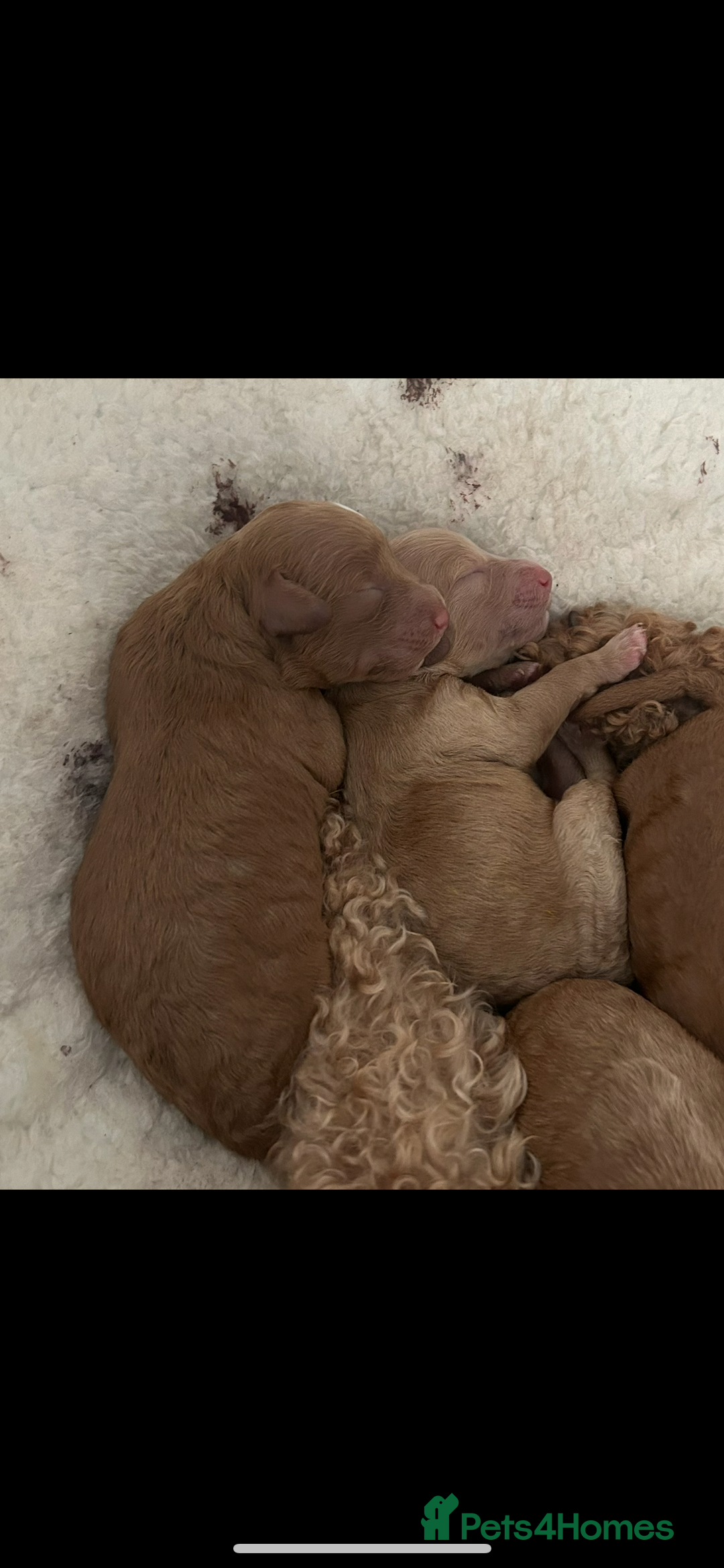 Poochon dogs for sale: Gorgeous litter of F1BB Poochons  - Image 7