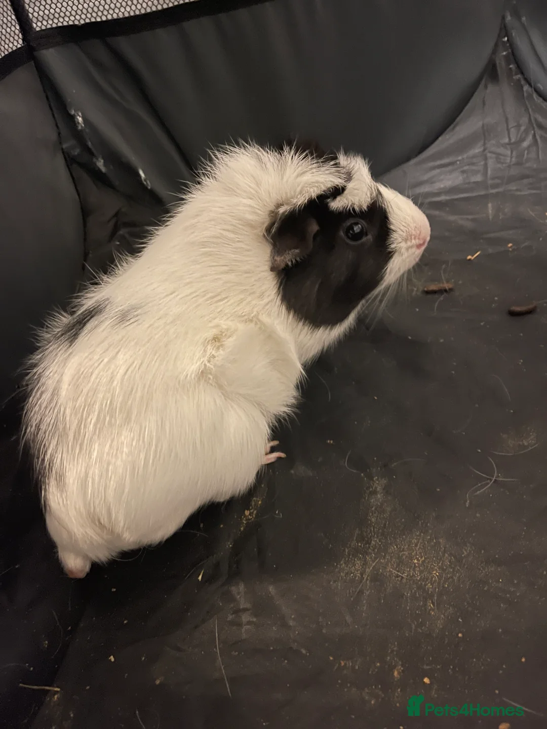 Guinea Pig rodents for sale: 2 bonded male guinea pigs in Chesterfield - Advert 2
