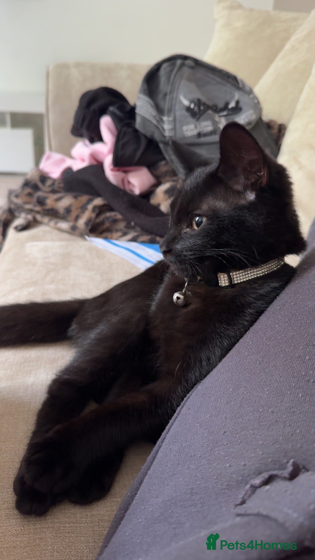 Mixed Breed cats Mr Bugtholemu for sale - Advert 6