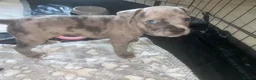 Mixed Breed dogs for sale: Boy and girl puppies  - Advert 7