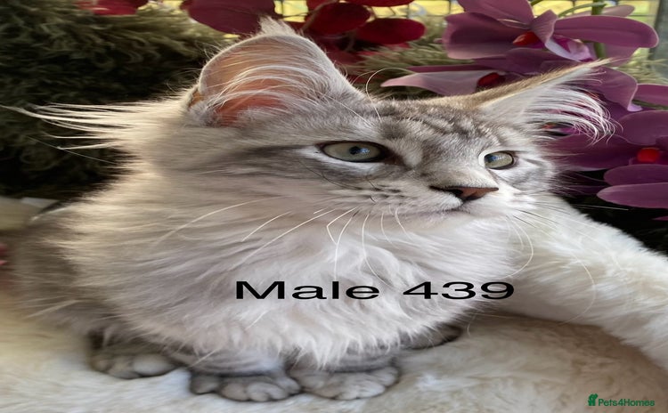 Maine Coon cats GCCF registered Maine Coons - Advert 1
