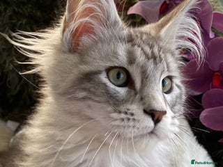 Maine Coon cats GCCF registered Maine Coons - Advert 2