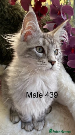 Maine Coon cats GCCF registered Maine Coons - Advert 1