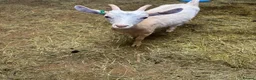 Goats livestock for sale: 2 Golden Guernsey Goats - Advert 11