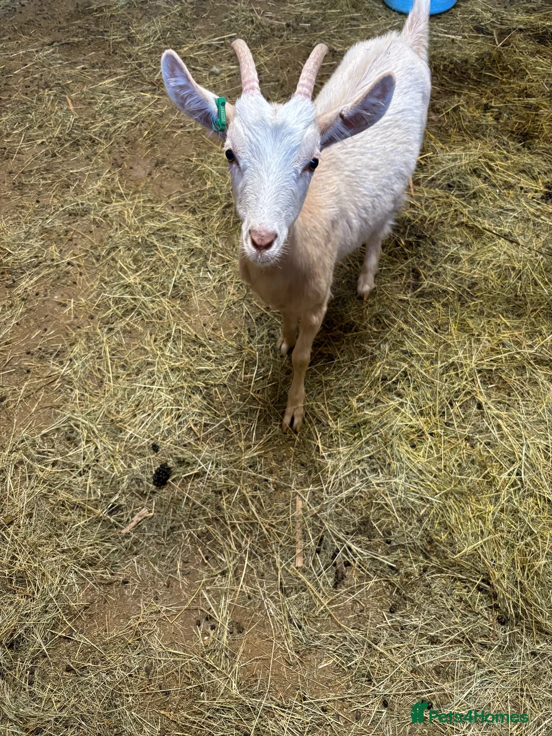 Goats livestock for sale: 2 Golden Guernsey Goats - Advert 11