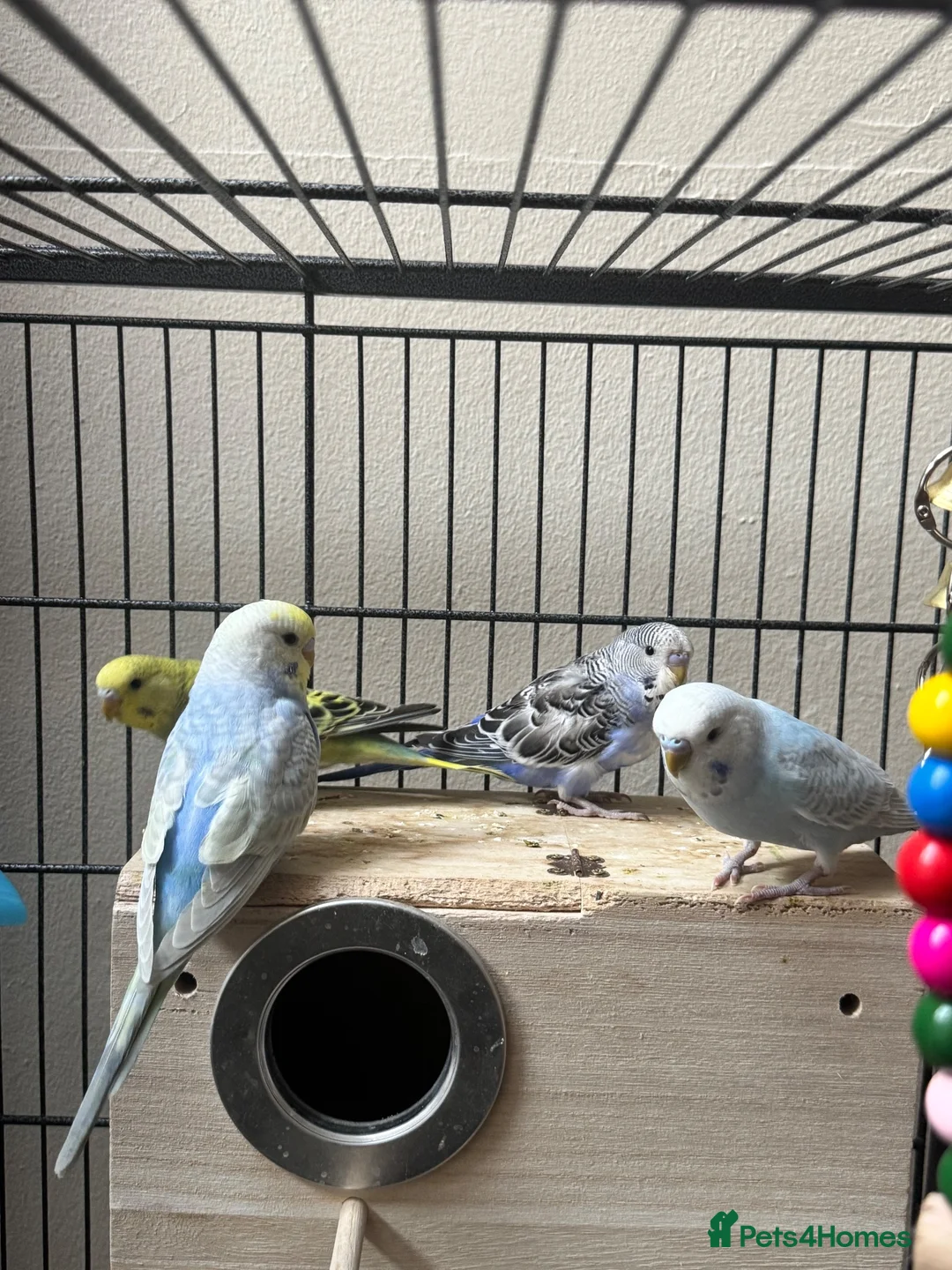 Budgerigars birds for sale: Budgies pair  - Advert 2