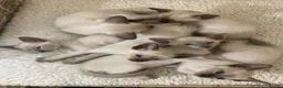 Siamese cats for sale: Siamese kittens - Advert 9