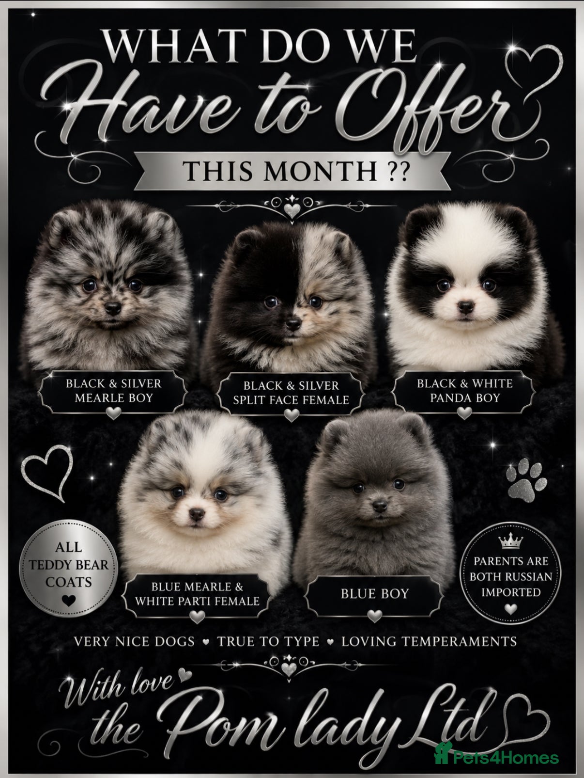 Pomeranian dogs 🧬💝TEDDY BEAR POMERANIANS 💝🧬 - Advert 1
