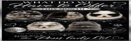 Pomeranian dogs for sale: 🧬💝TEDDY BEAR POMERANIANS 💝🧬 - Advert 1