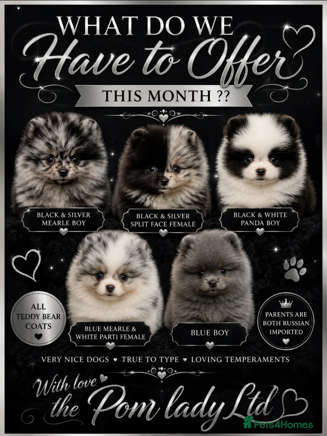 Pomeranian dogs for sale: 🧬💝TEDDY BEAR POMERANIANS 💝🧬 - Advert 1