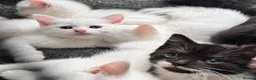 Mixed Breed cats for sale: Sweet Kittens Looking for Their Forever Homes - Advert 3