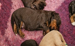 Cocker Spaniel dogs for sale: 8 AMAZING KC REG WORKING COCKER SPANIEL PUPPIES - Image 25