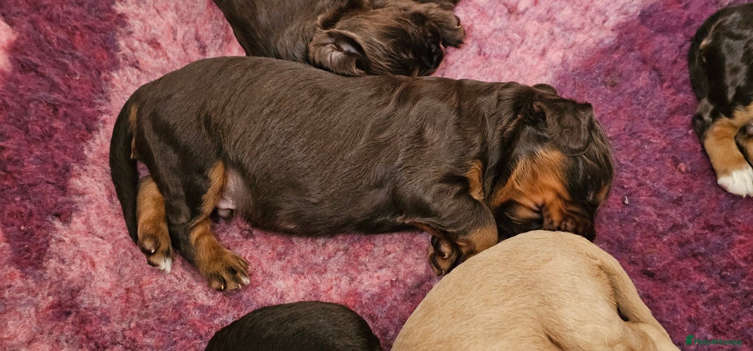 Cocker Spaniel dogs for sale: 8 AMAZING KC REG WORKING COCKER SPANIEL PUPPIES - Image 25